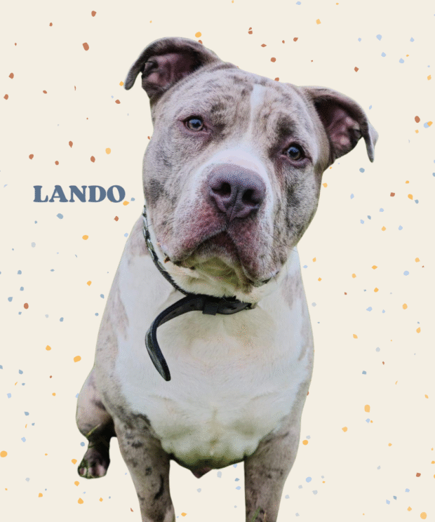 Virtuele adoptie - Lando