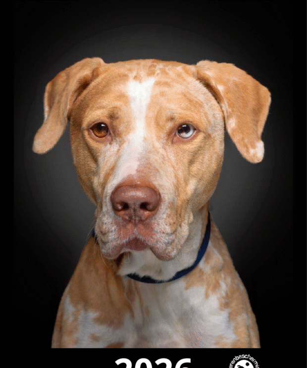 Kalender 2026 - ENKEL AFHALEN BIJ DBM