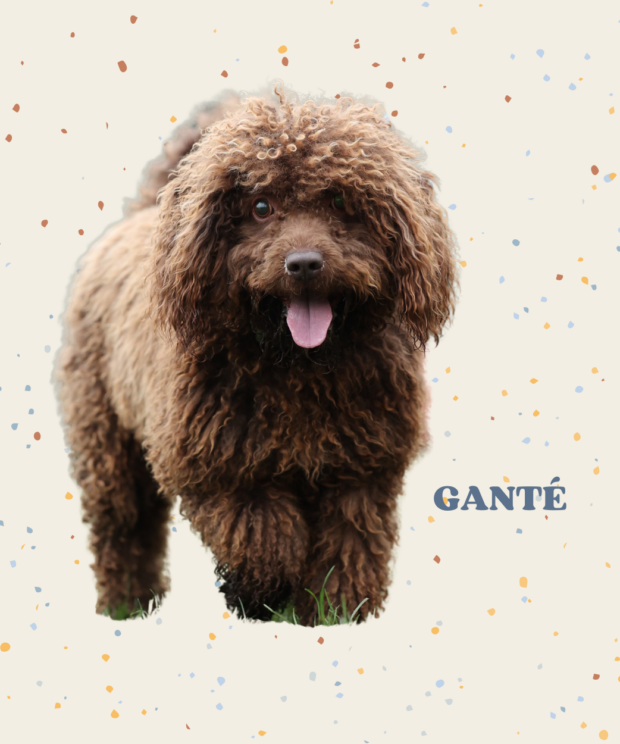 Virtuele adoptie - Gante