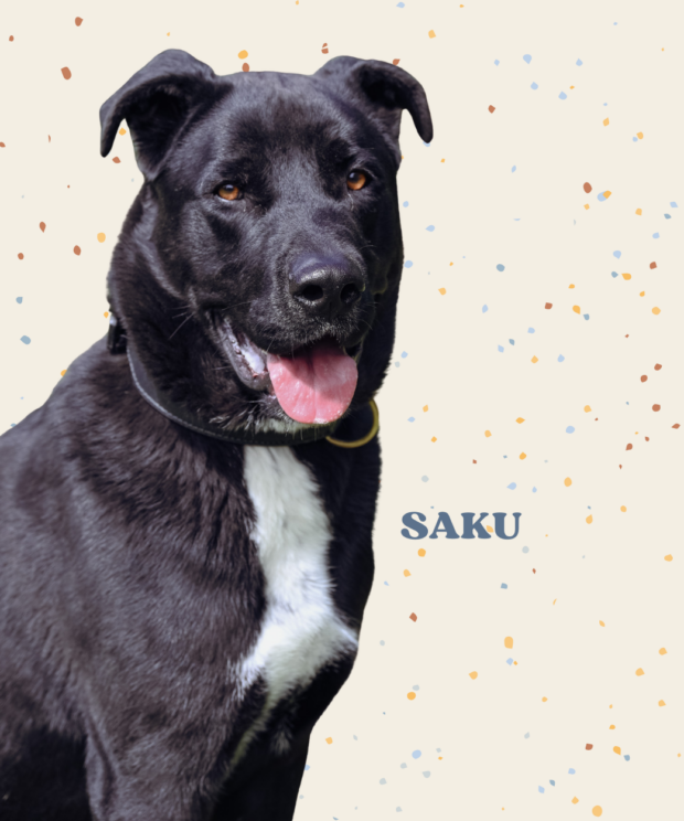 Virtuele adoptie - Saku