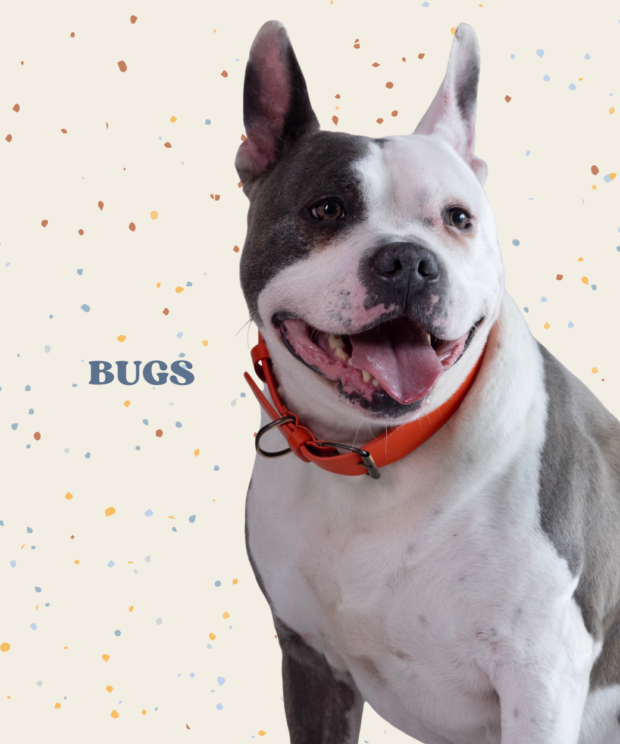 Virtuele adoptie - Bugs
