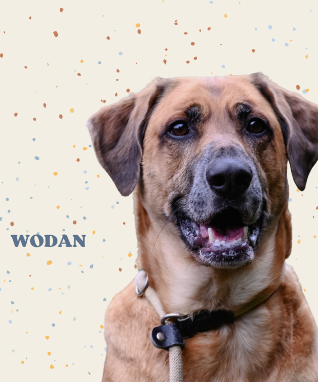 Virtuele adoptie - Wodan