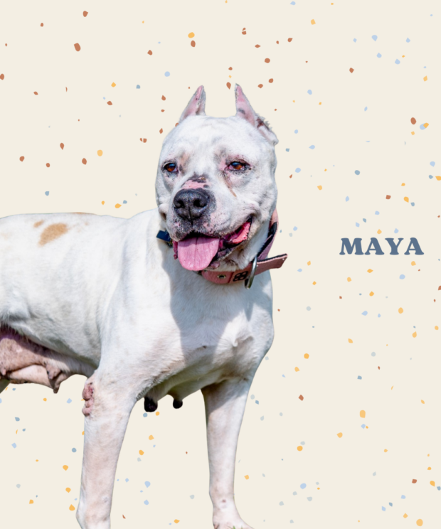 Virtuele adoptie - Maya