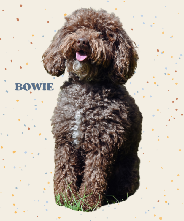 Virtuele adoptie - Bowie