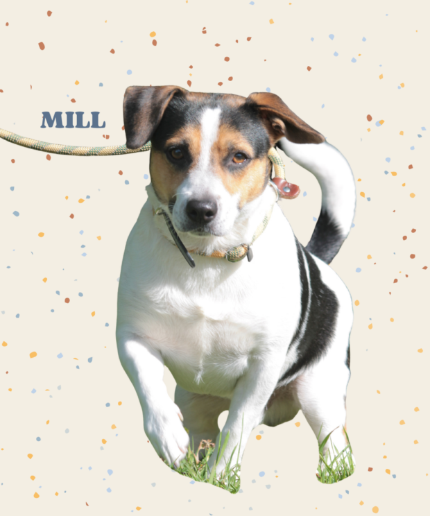 Virtuele adoptie - Mill